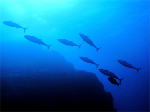 イソマグロの群れ